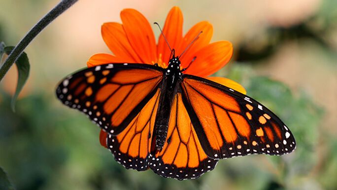 10 Spiritual Meanings of Seeing an Orange Butterfly