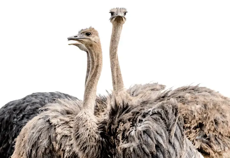 What Ostrich Signifies in a Dream