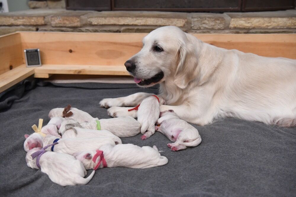 What Do Newborn Puppies Represent in Your Dream?