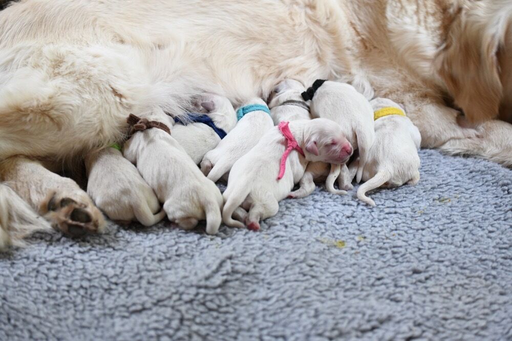 What Do Newborn Puppies Represent in Your Dream?