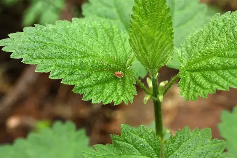 What Do Nettles Mean in Dreams?