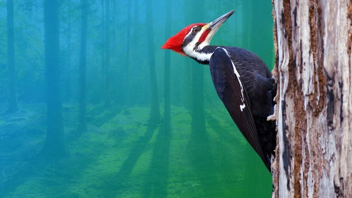 Woodpecker spirit animal