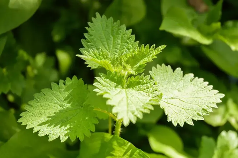 What Do Nettles Mean in Dreams?