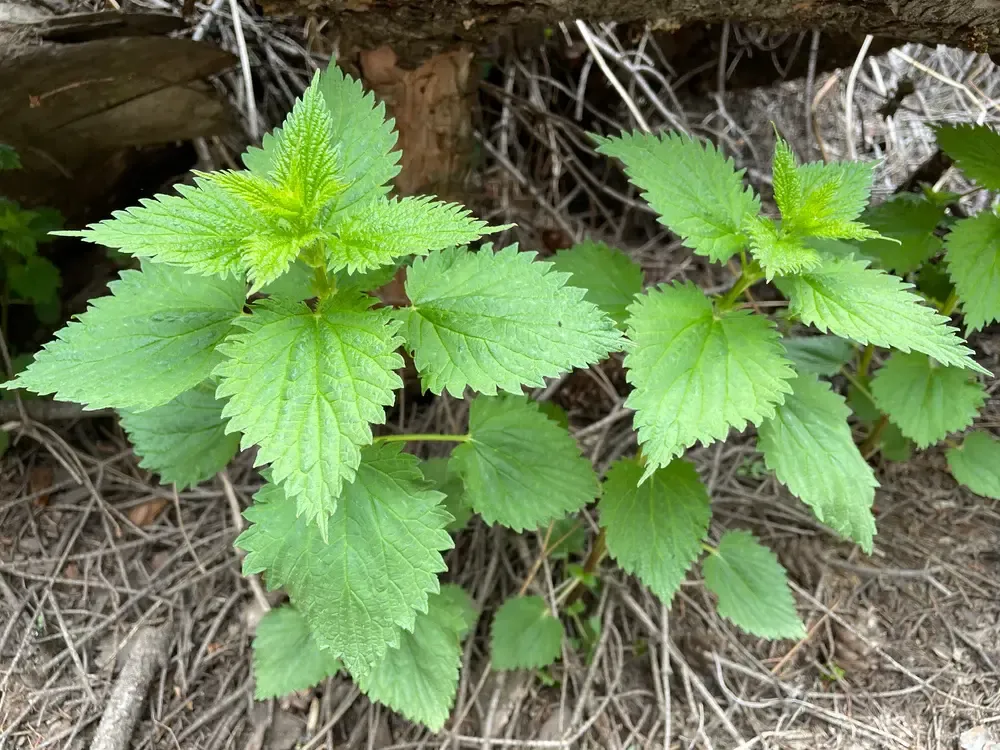 What Do Nettles Mean in Dreams?