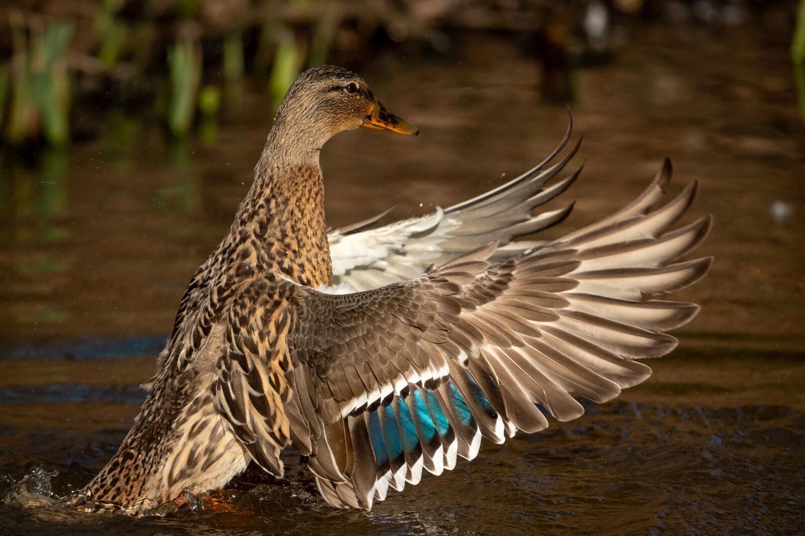 Duck Spirit Animal: What Does a Duck Symbolize