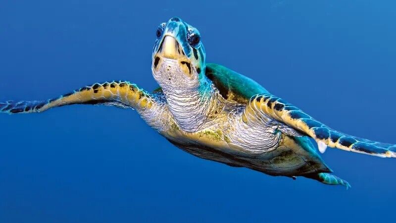 Sea Turtle Spirit Animal: What Does a Sea Turtle Symbolize