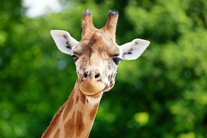 Giraffe Spirit Animal: What Does a Giraffe Symbolize