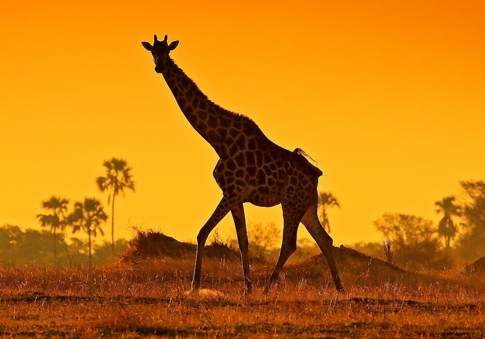 Giraffe Spirit Animal: What Does a Giraffe Symbolize