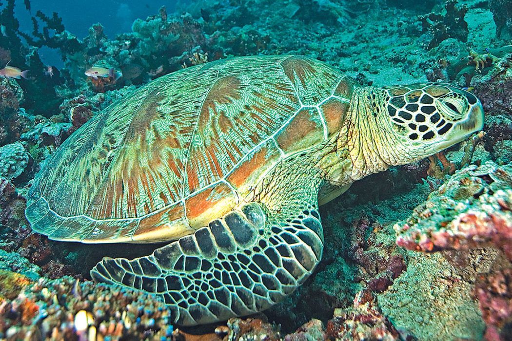 Sea Turtle Spirit Animal: What Does a Sea Turtle Symbolize