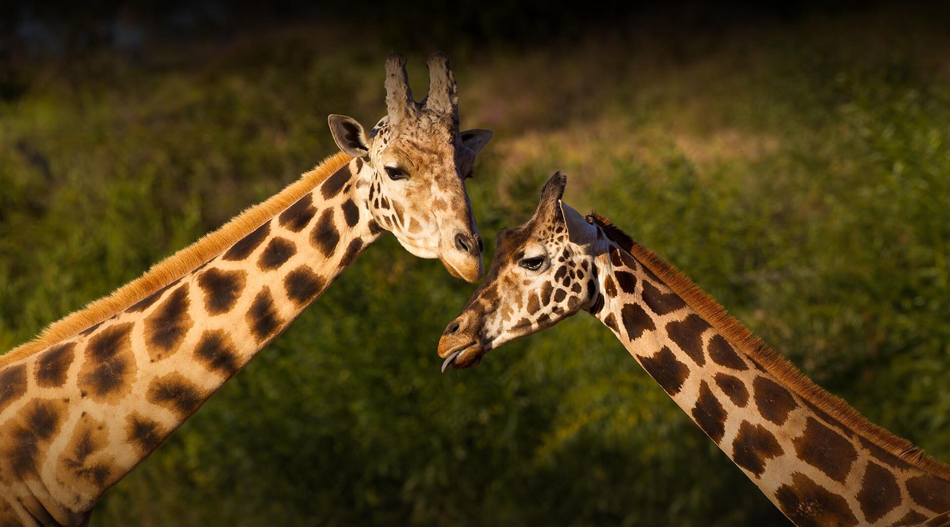 Giraffe Spirit Animal: What Does a Giraffe Symbolize