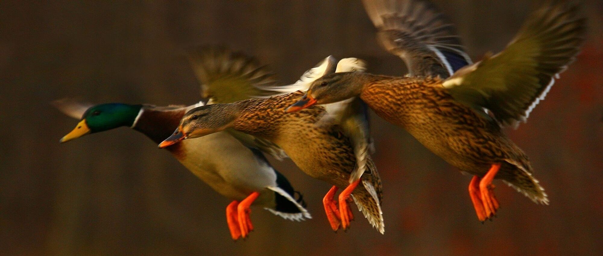 Duck Spirit Animal: What Does a Duck Symbolize