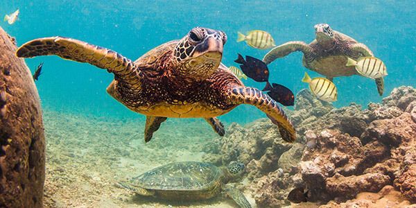 Sea Turtle Spirit Animal: What Does a Sea Turtle Symbolize