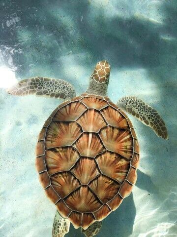 Sea Turtle Spirit Animal: What Does a Sea Turtle Symbolize