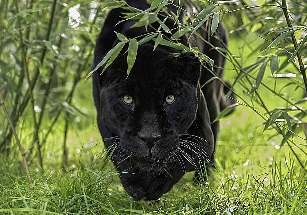 The Spiritual Significance of Black Panthers: Symbols of Power, Bravery, and Intuition