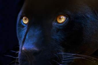 The Spiritual Significance of Black Panthers: Symbols of Power, Bravery, and Intuition