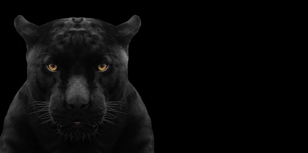 The black panther