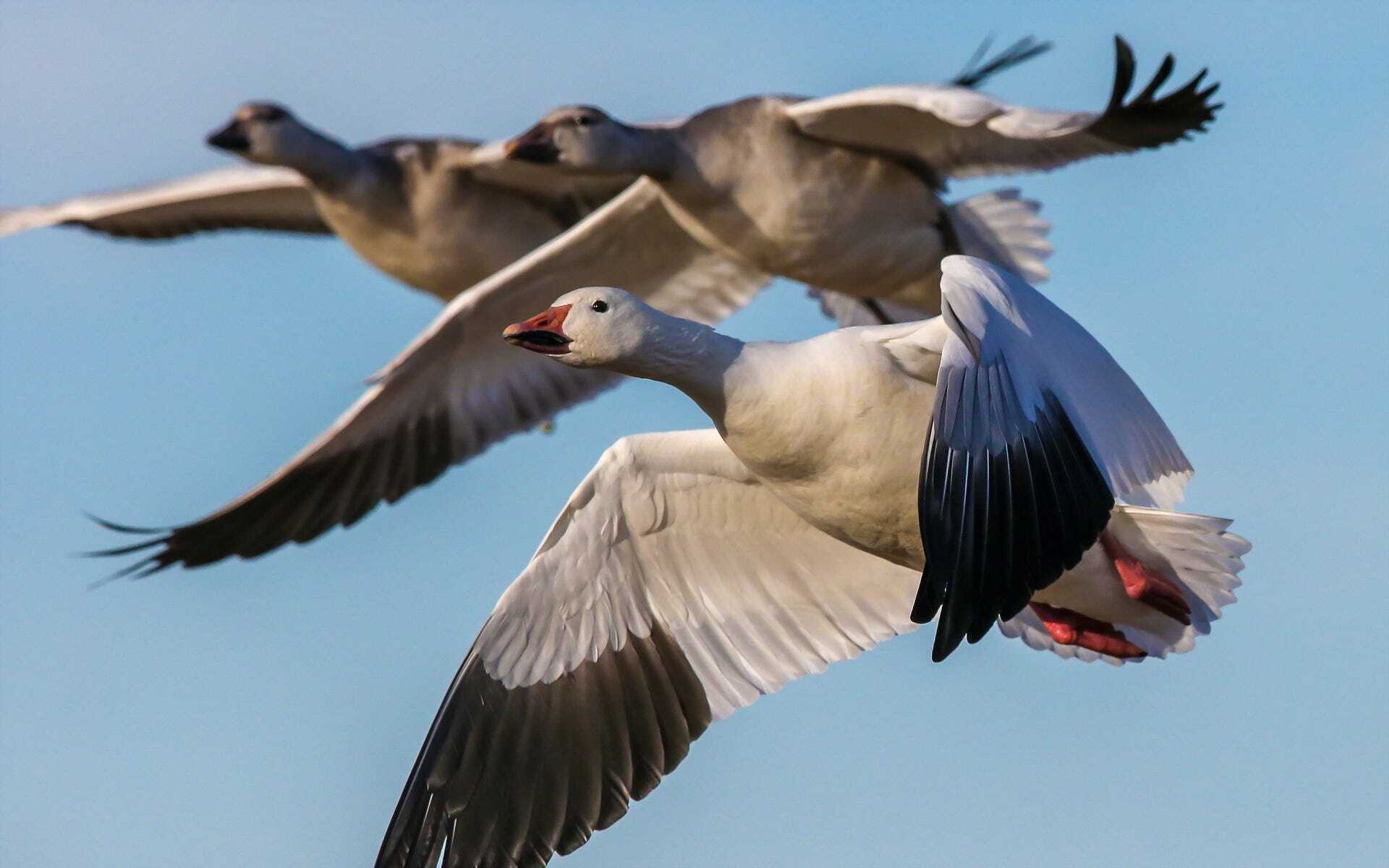 Geese Spirit Animal: Understanding Its Symbolism