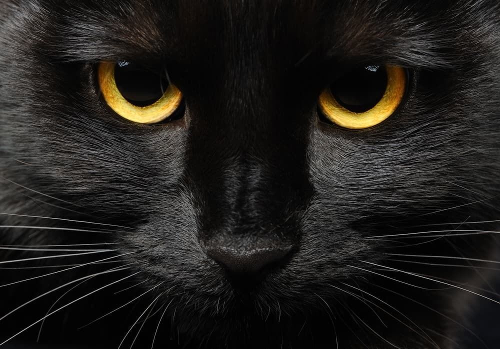 10 Spiritual Meanings of a Black Cat Staring at You