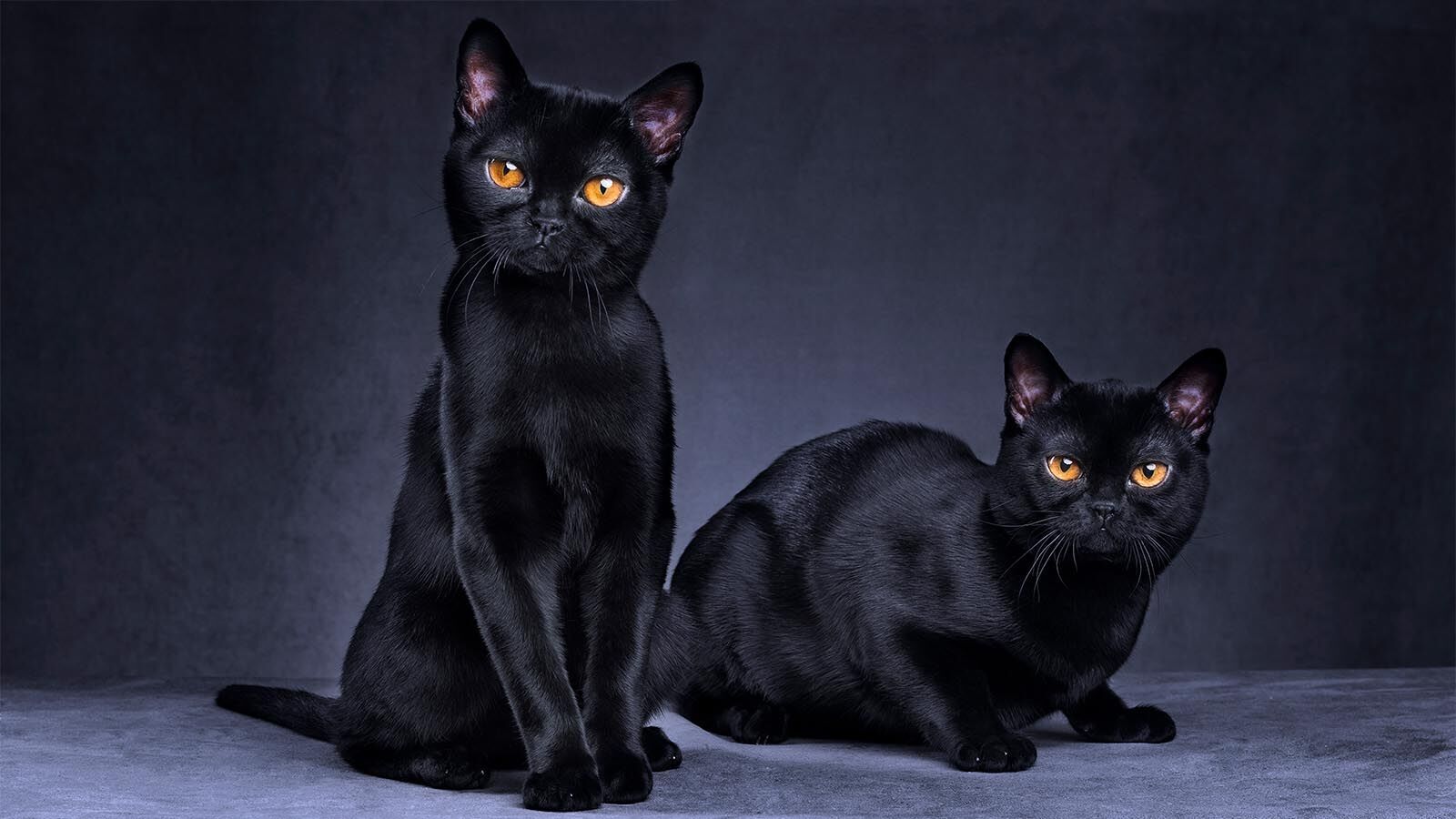 10 Spiritual Meanings of a Black Cat Staring at You