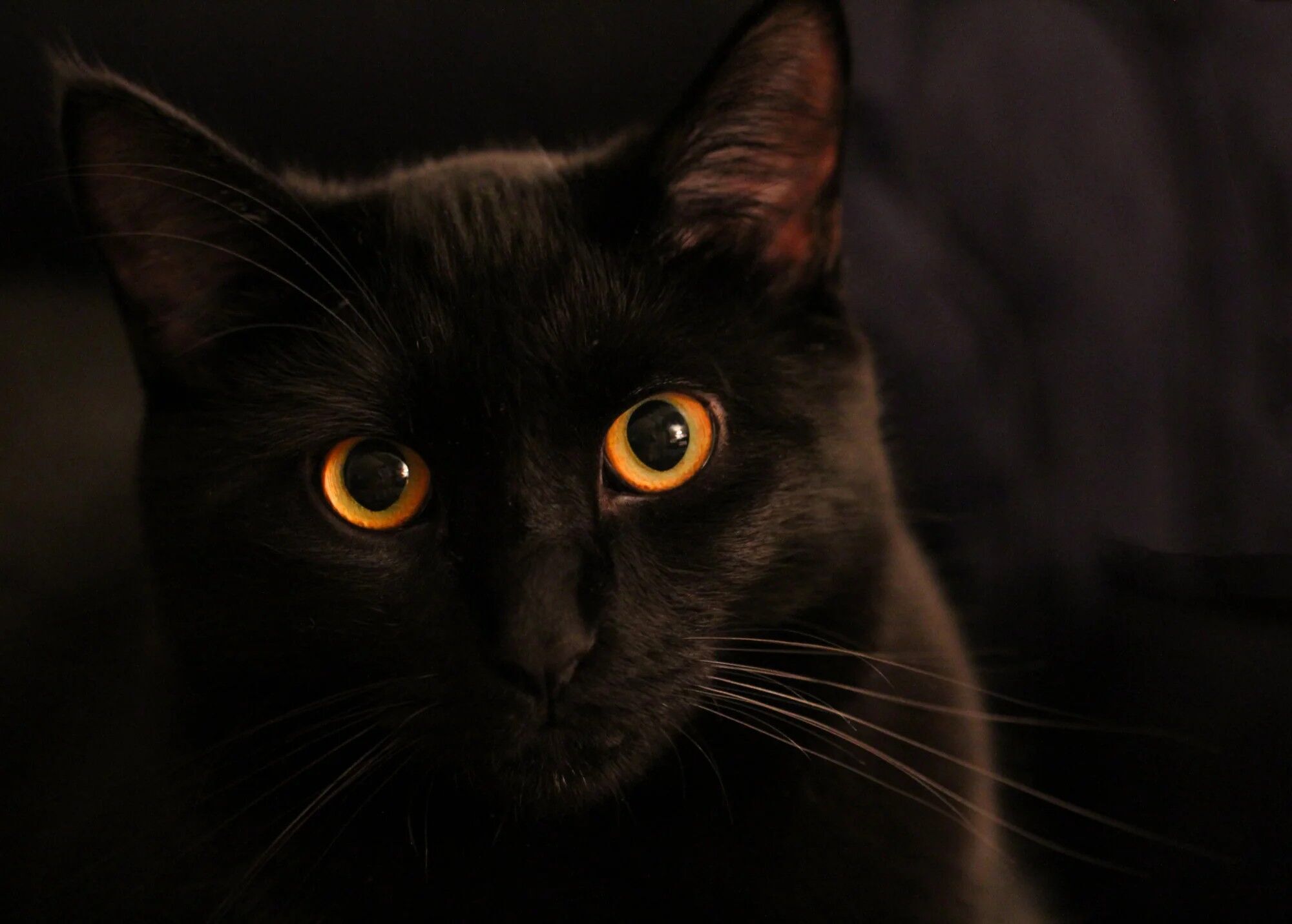 10 Spiritual Meanings of a Black Cat Staring at You