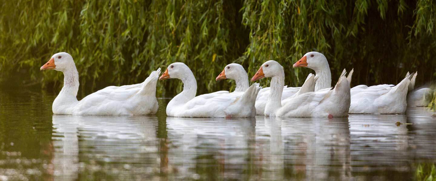 Geese Spirit Animal: Understanding Its Symbolism