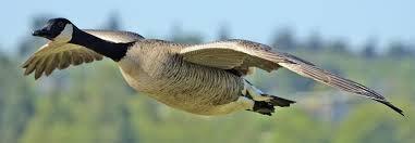 Geese Spirit Animal: Understanding Its Symbolism