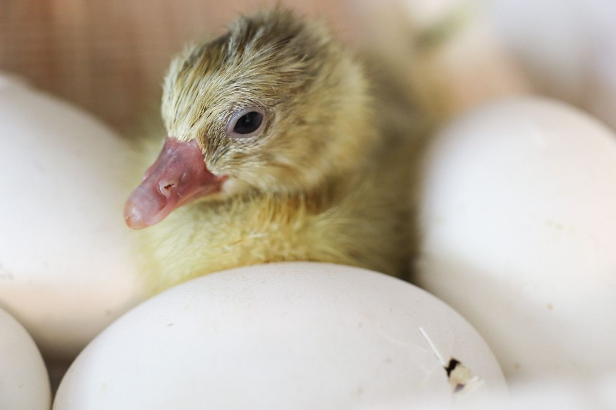 Geese Spirit Animal: Understanding Its Symbolism