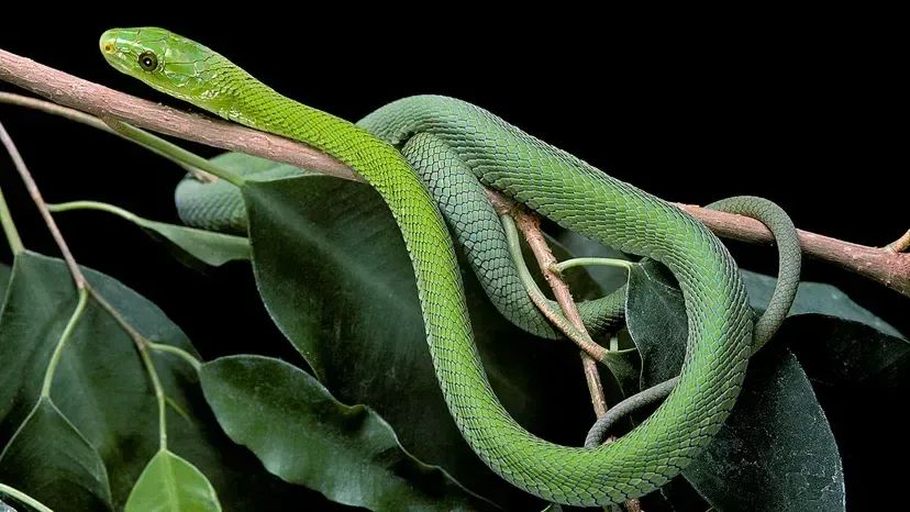 What Do Green Snakes in Dreams Mean?