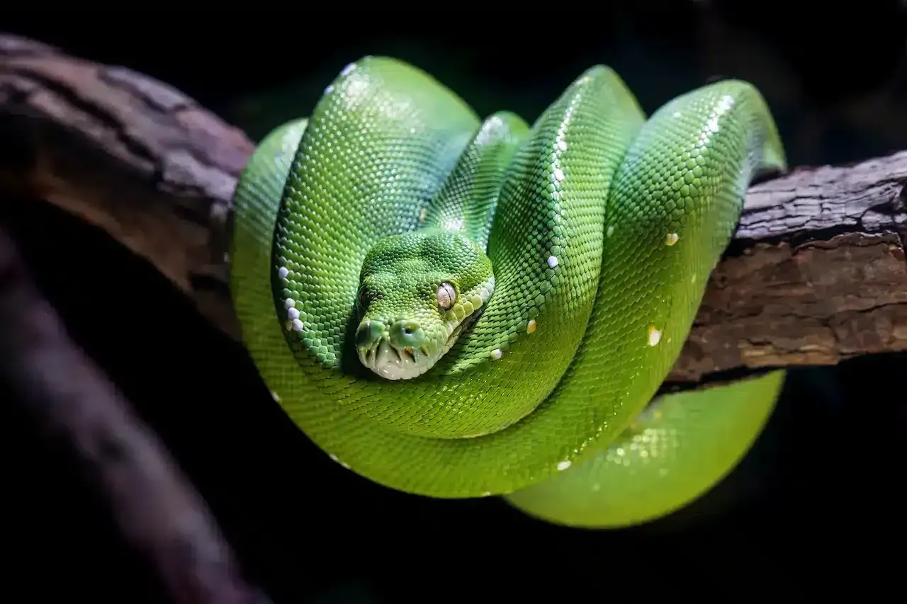 What Do Green Snakes in Dreams Mean?