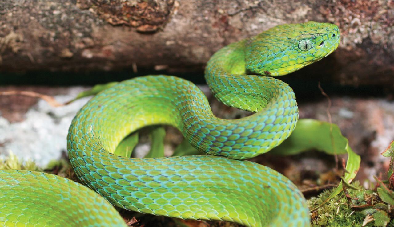 What Do Green Snakes in Dreams Mean?