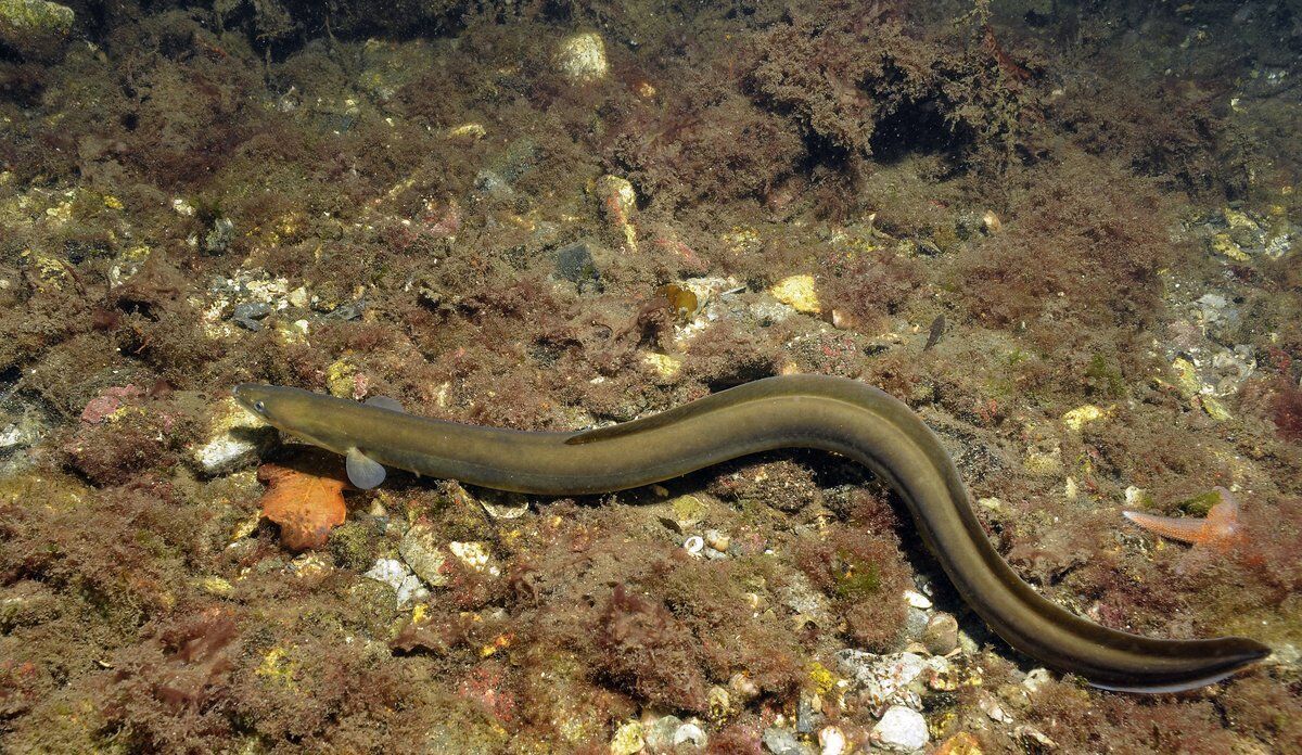 What Does an Eel Mean in Your Dream? 