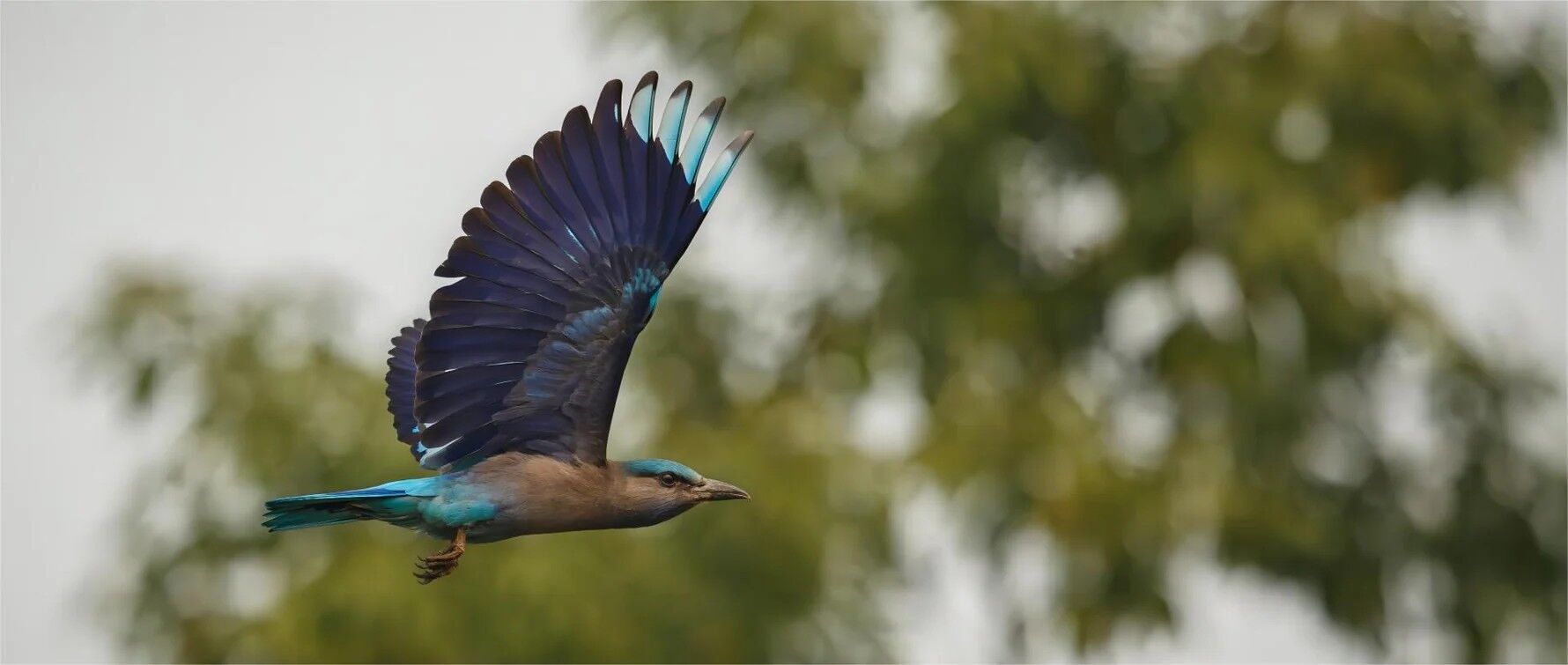 9 Spiritual Meanings of a Bird Flying Into Your House