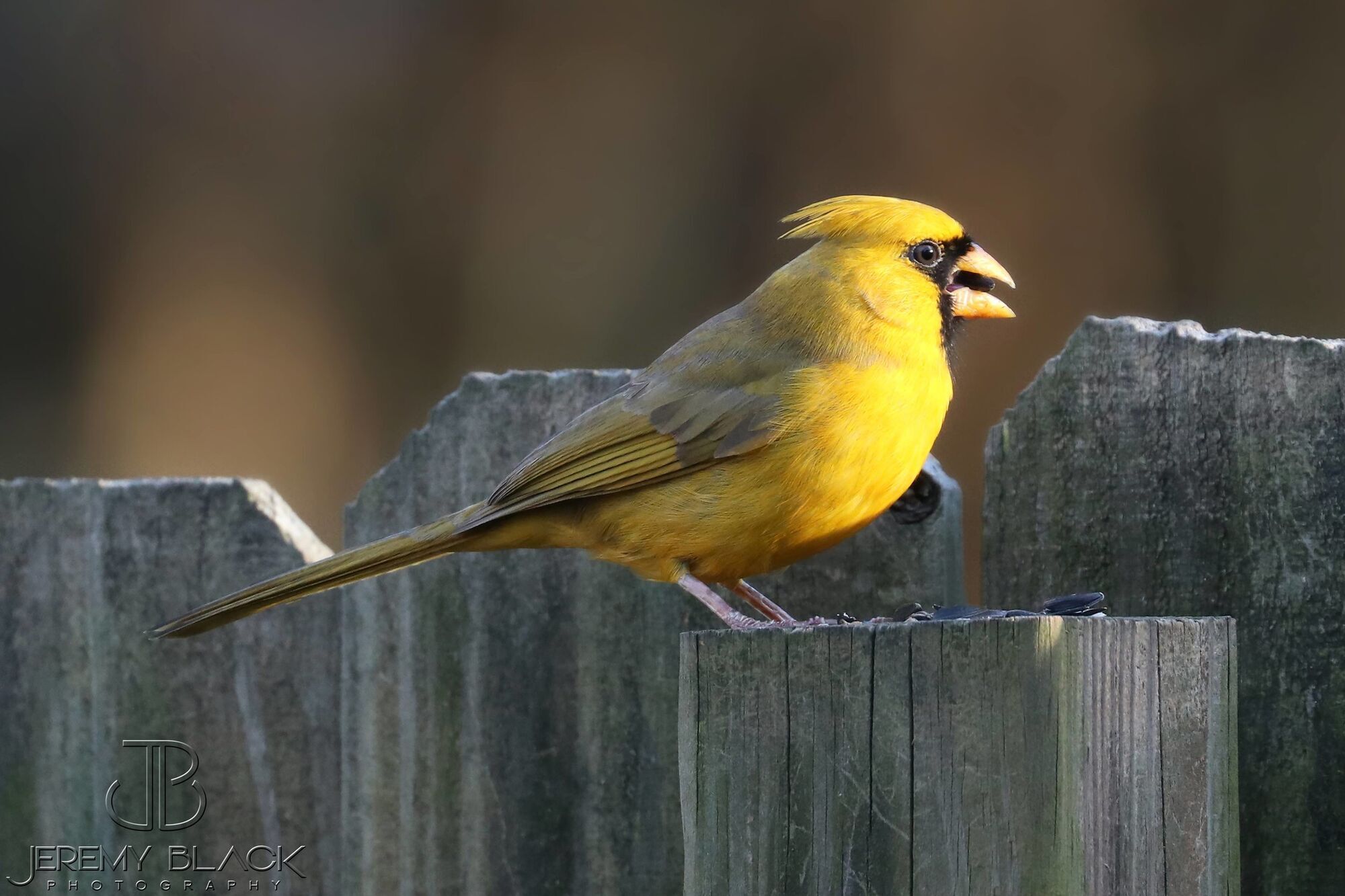 9 Spiritual Meanings of Cardinal Tapping on Window