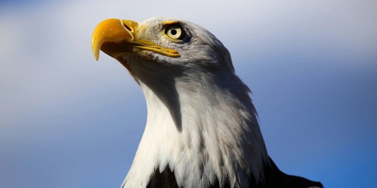 Eagle Symbolism: Spiritual Meanings and Messages from the Majestic Bird