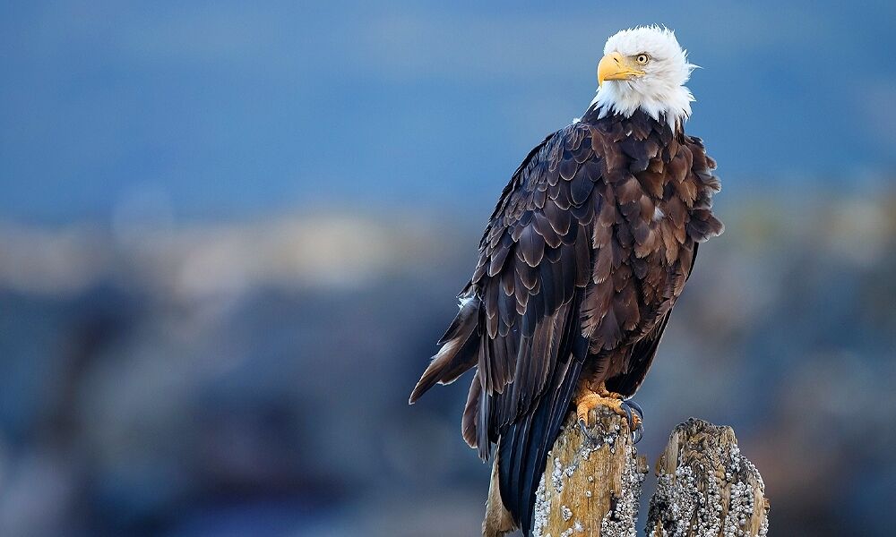 Eagle Symbolism: Spiritual Meanings and Messages from the Majestic Bird