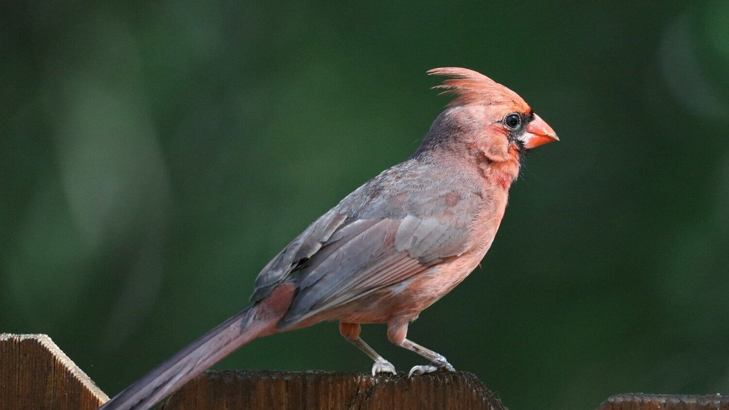 9 Spiritual Meanings of Cardinal Tapping on Window