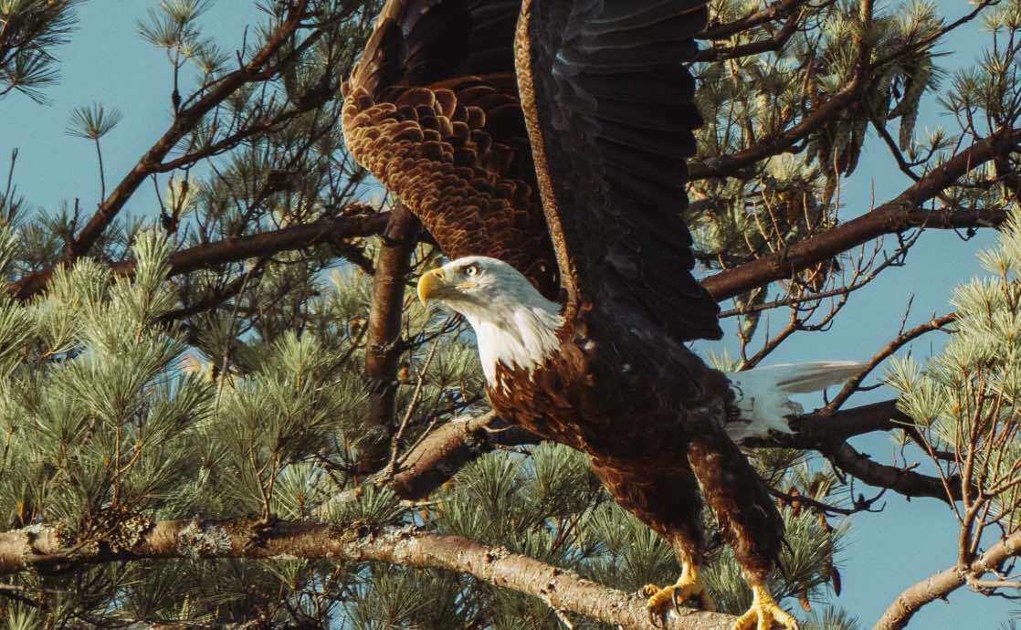 Eagle Symbolism: Spiritual Meanings and Messages from the Majestic Bird