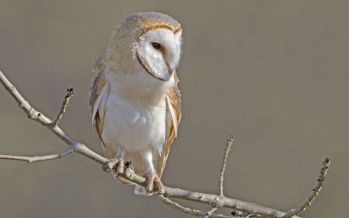 Are Owls Good or Bad Luck?  