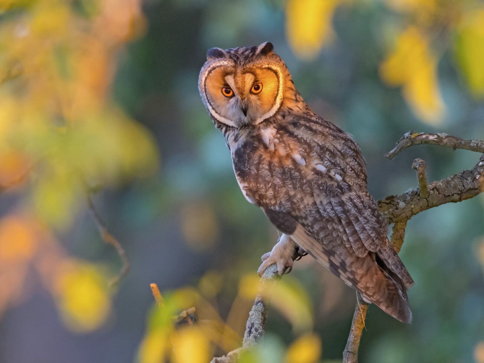 Are Owls Good or Bad Luck?  