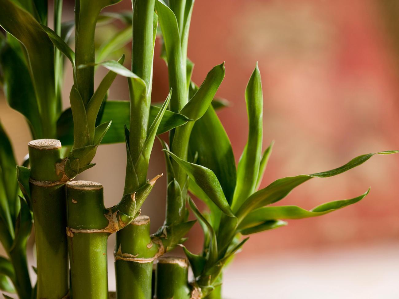 What Bamboo Means in a Dream: Discover the True Power of Famous Chinese Symbol