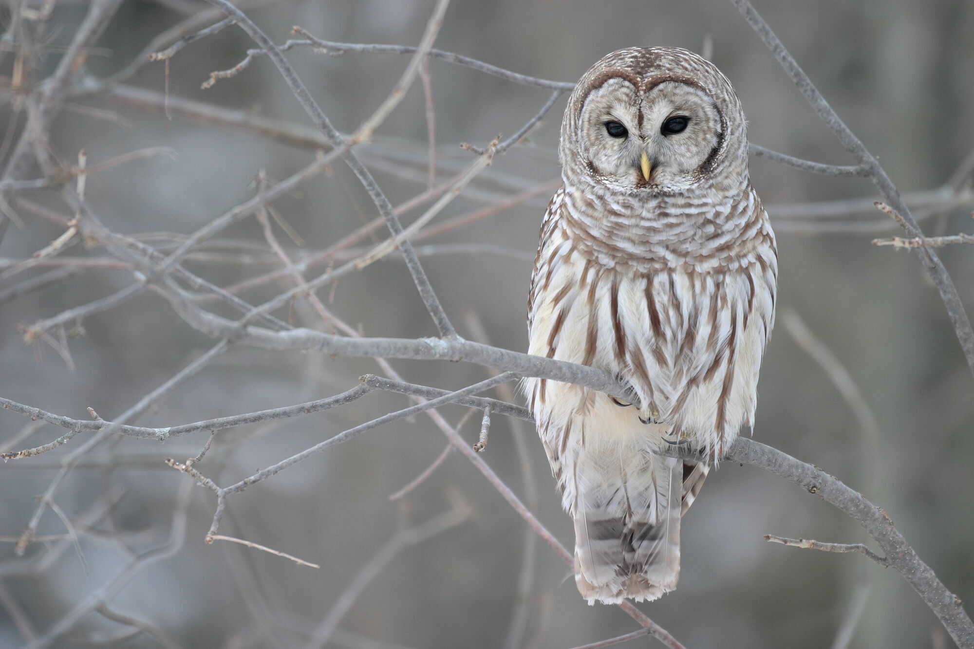 Are Owls Good or Bad Luck?  