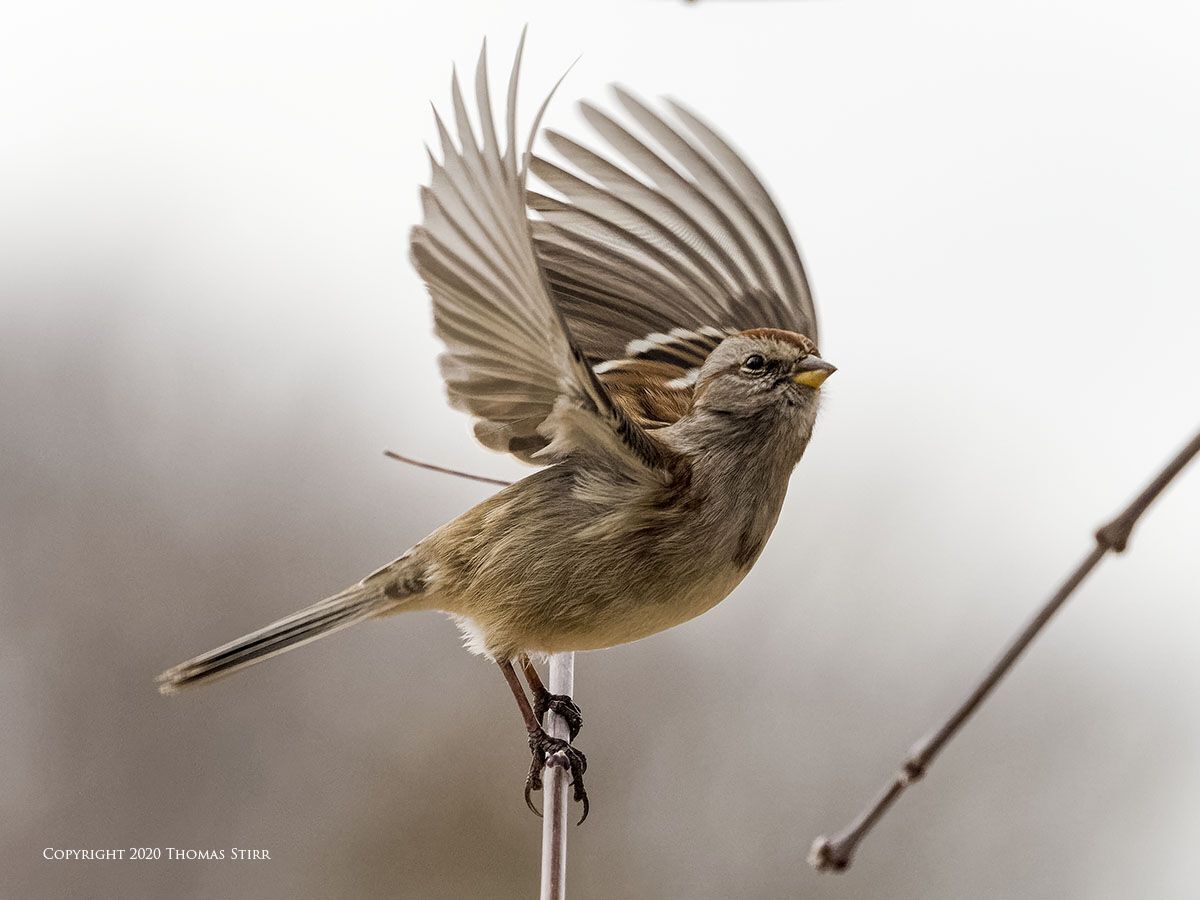 9 Spiritual Meanings of a Sparrow Visiting You