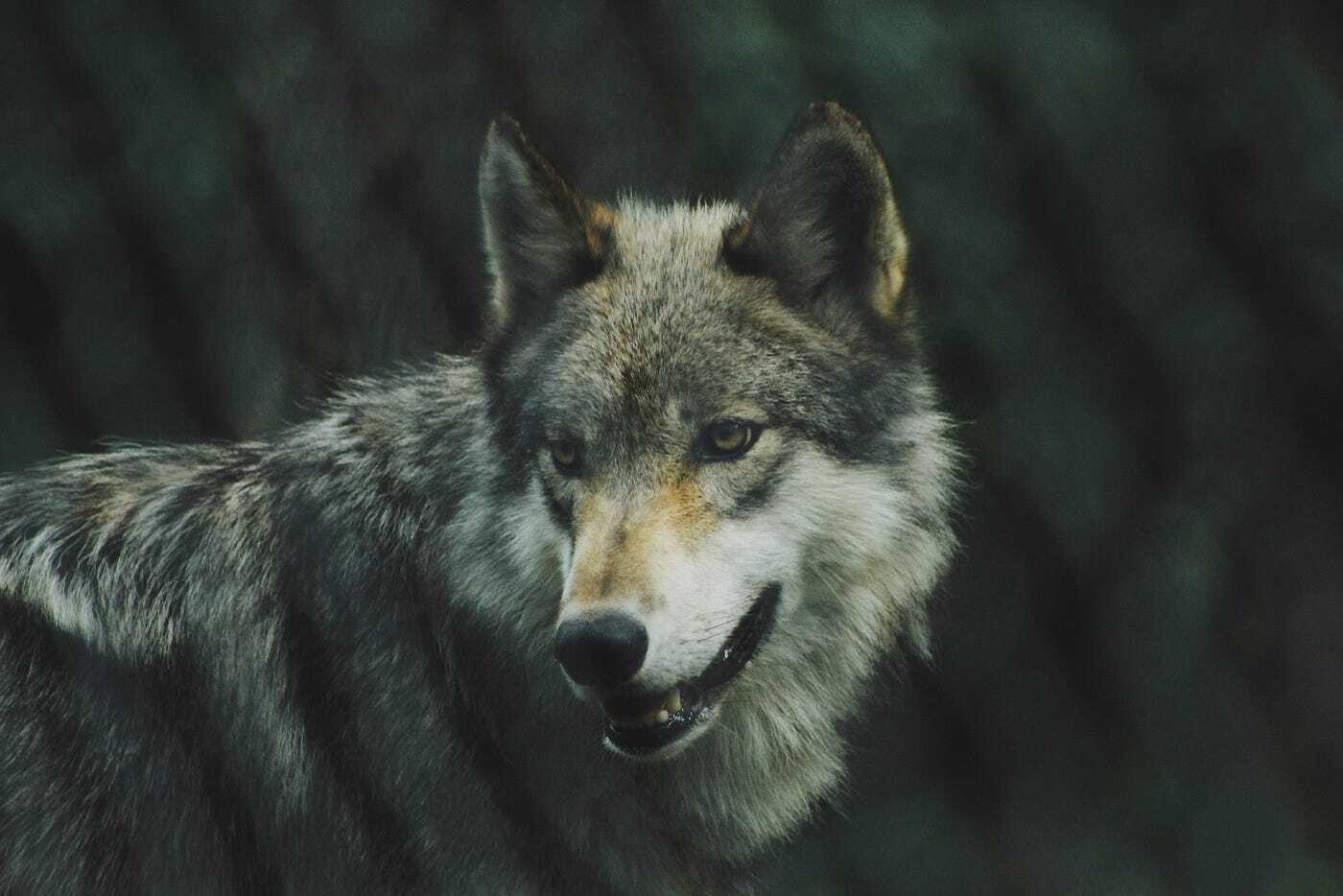 Grey wolf spirit animal