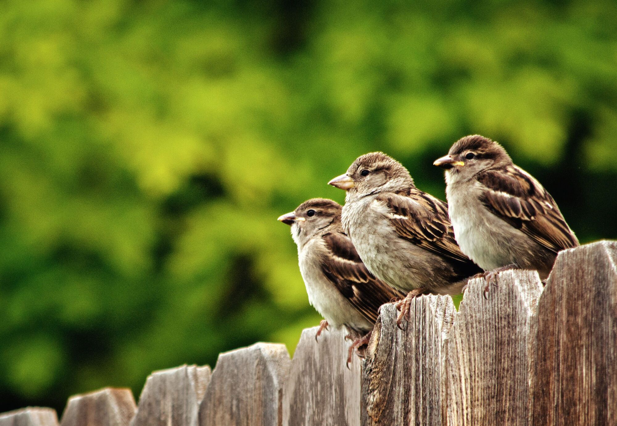 9 Spiritual Meanings of a Sparrow Visiting You