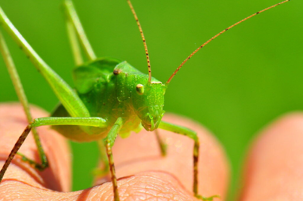 Grasshopper Symbolism: Luck, Growth & Spiritual Messages