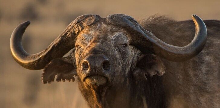 The Buffalo Spirit: Strength, Resilience & Spiritual Guidance