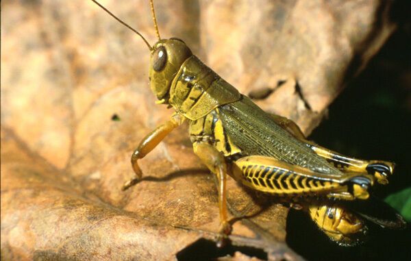 Grasshopper Symbolism: Luck, Growth & Spiritual Messages