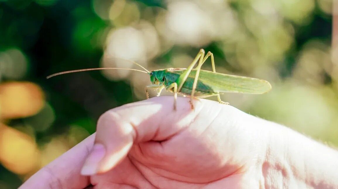 Grasshopper Symbolism: Luck, Growth & Spiritual Messages