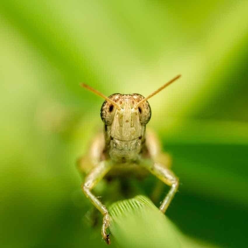 Grasshopper Symbolism: Luck, Growth & Spiritual Messages