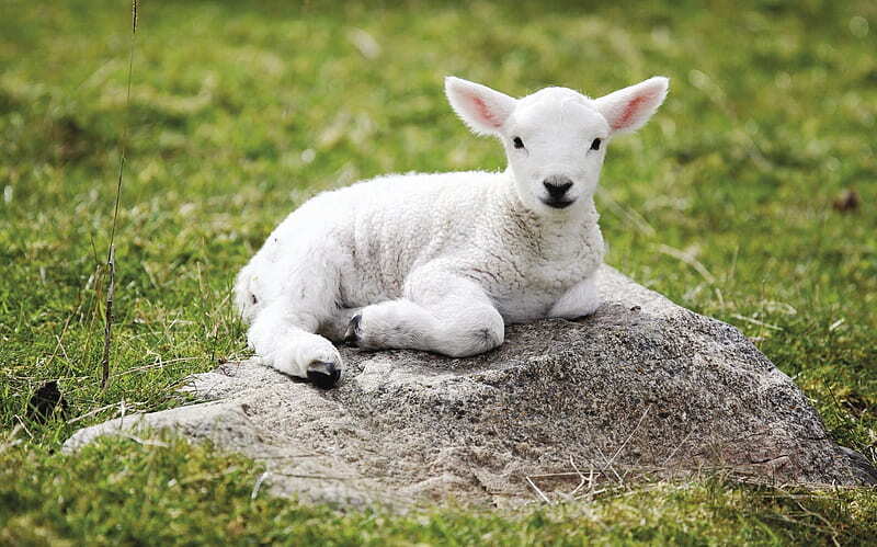 What does a lamb mean in your dream?